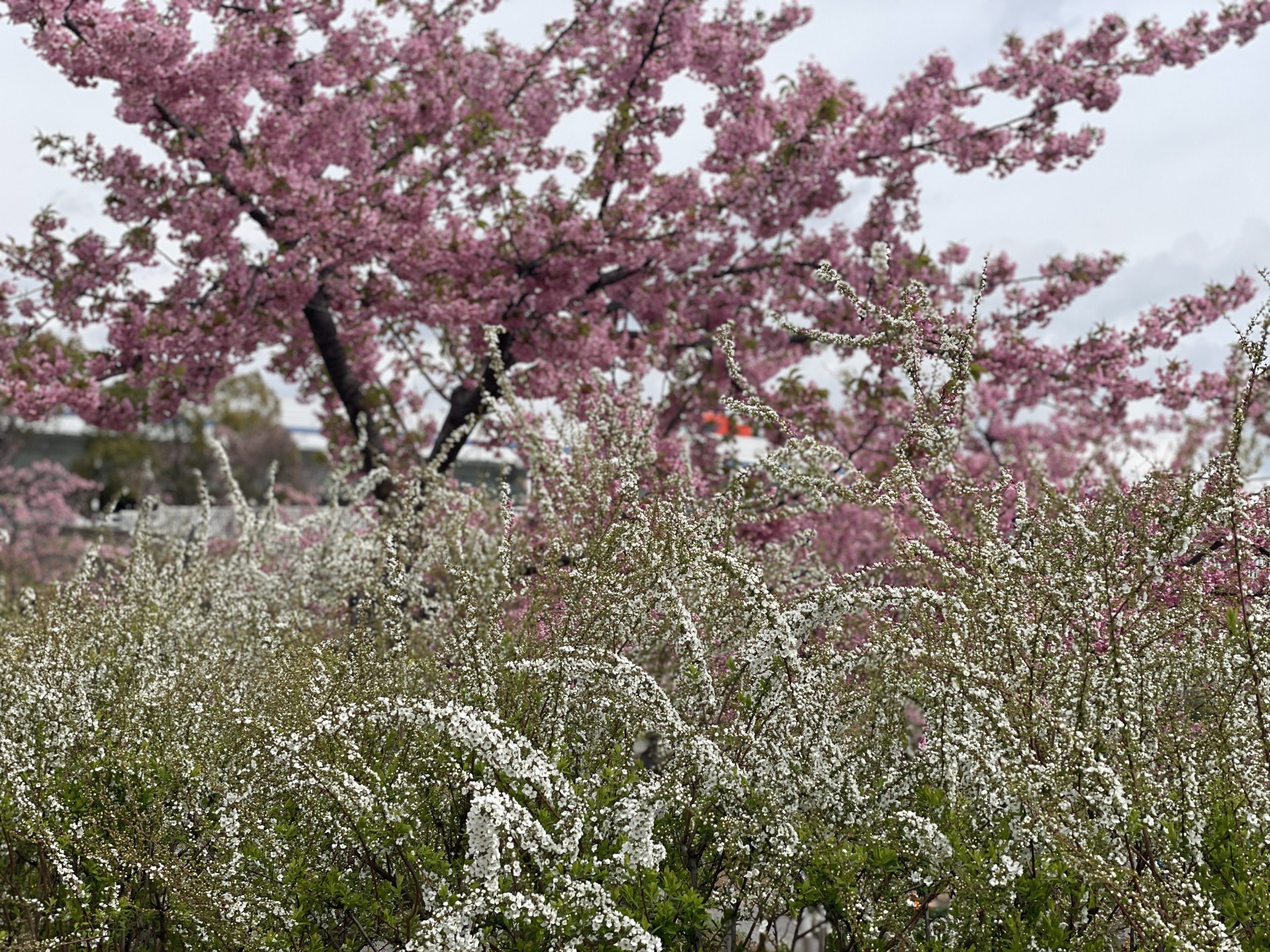 IMG_4377 IMG_4377